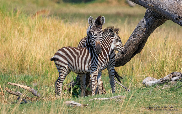 Burchell's Zebra