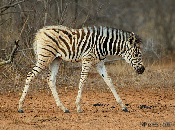 Burchell's Zebra