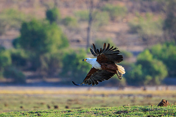 African Fish Eagle