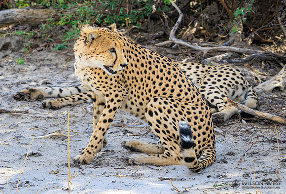 Cheetah