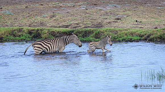 Burchell's Zebra