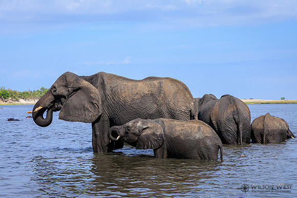 Elephant