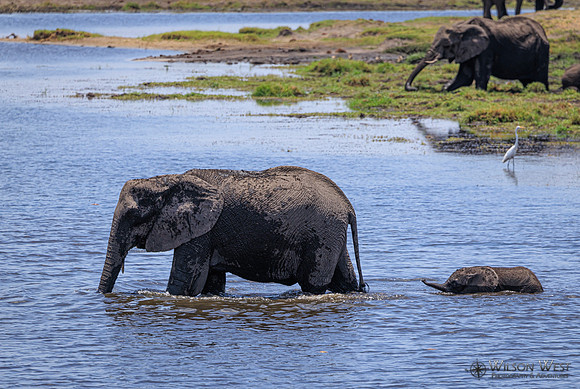 Elephant