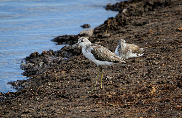 Common Greenshank