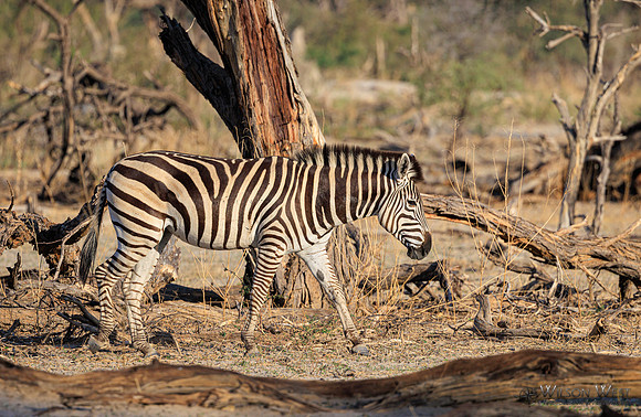 Burchell's Zebra