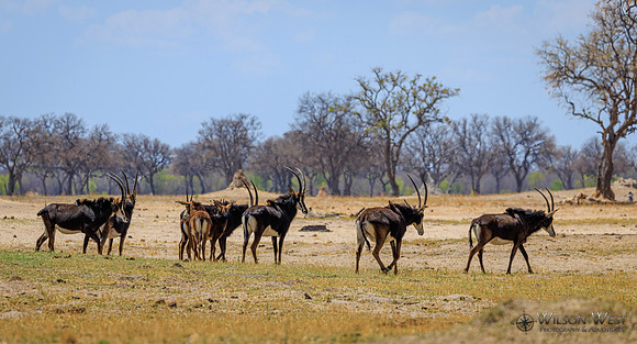 Sable Antelope