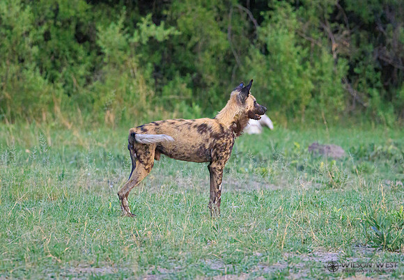 African Wild Dog