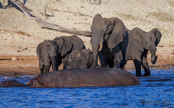Elephant