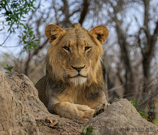 Lion
