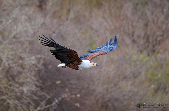 African Fish Eagle