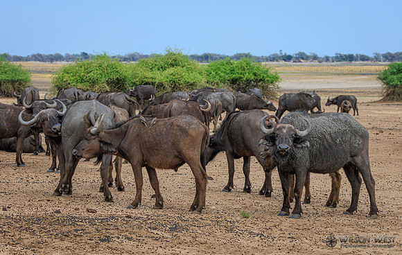 Cape Buffalo