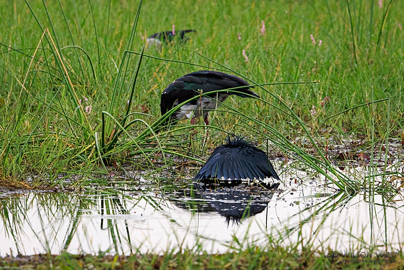Black Heron, Spur-winged Goose