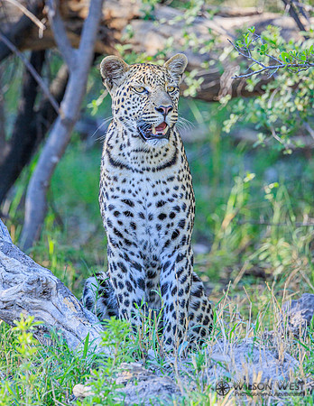 Leopard