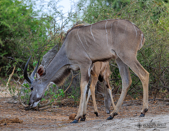 Greater Kudu