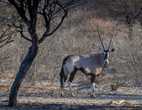 Oryx