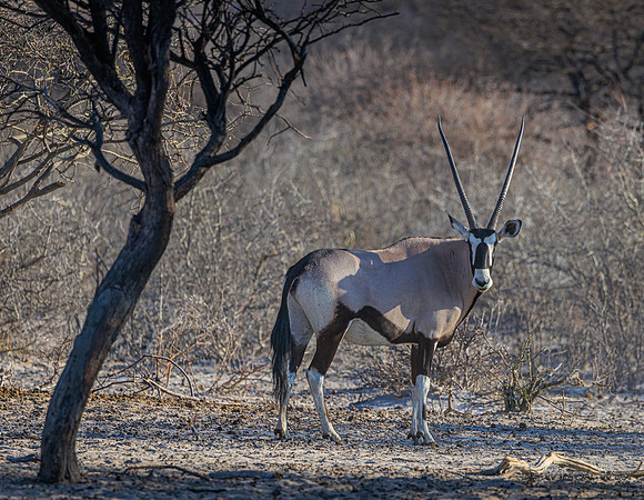 Oryx