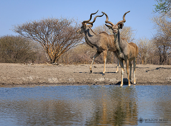 Greater Kudu