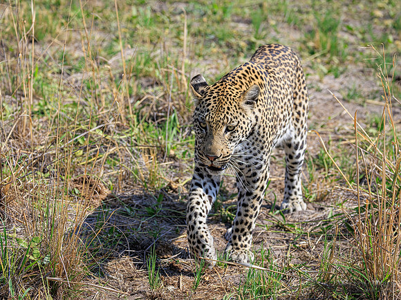 Leopard