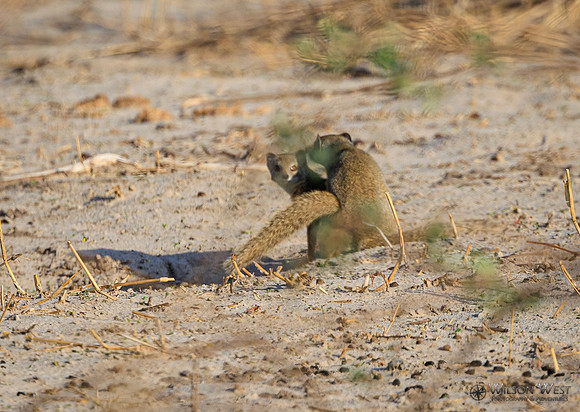 Mongoose