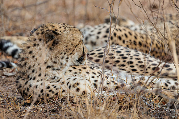 Cheetah