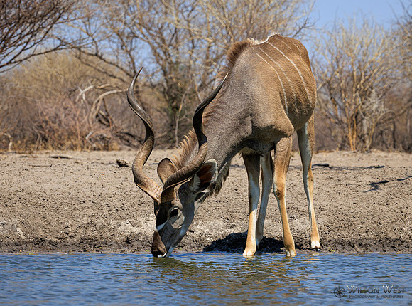 Greater Kudu