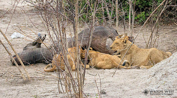 Lion