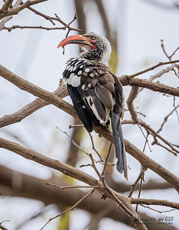 Red-billed Hornbill