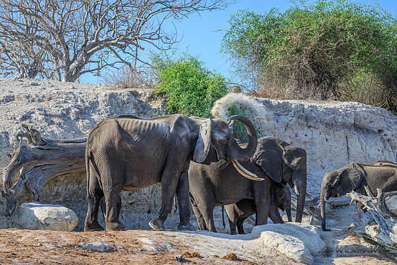 Elephant