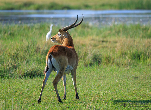 Red Lechwe