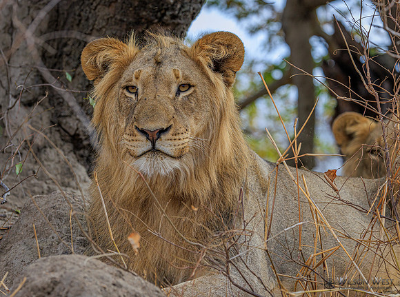 Lion