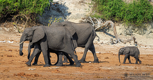 Elephant