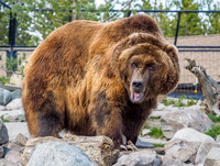 Grizzly and Wolf Center