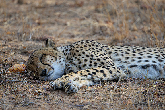 Cheetah