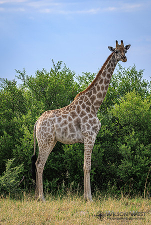 Giraffe