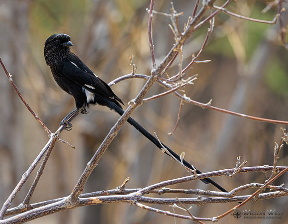 Magpie Shrike