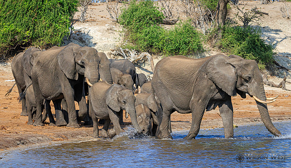 Elephant
