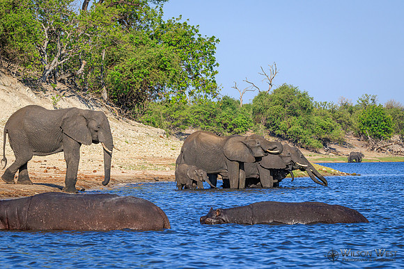 Elephant, Hippopotamus