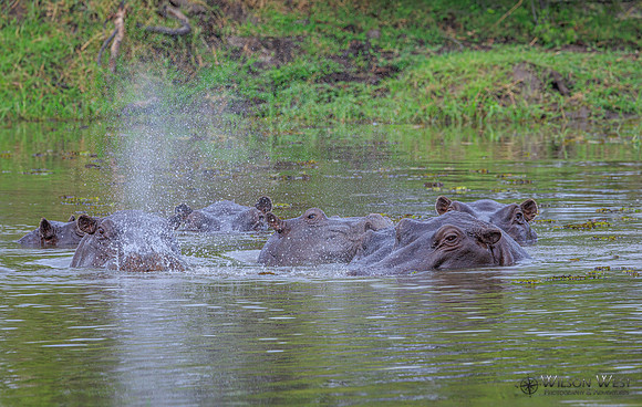Hippopotamus