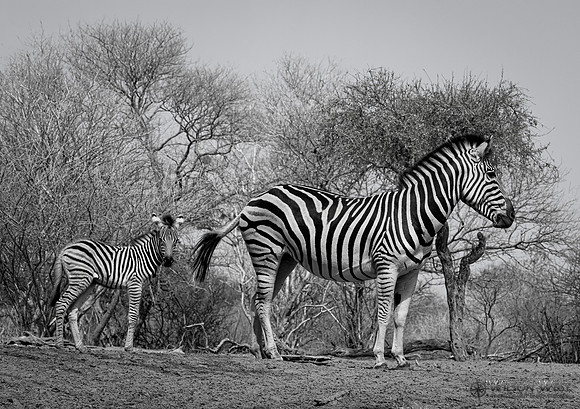 Burchell's Zebra