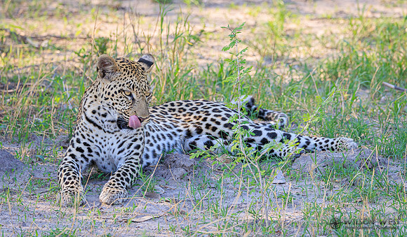 Leopard