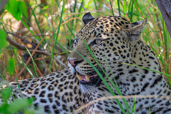 Leopard