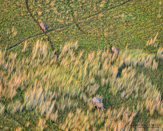 Okavango Delta Helicopter, Elephant