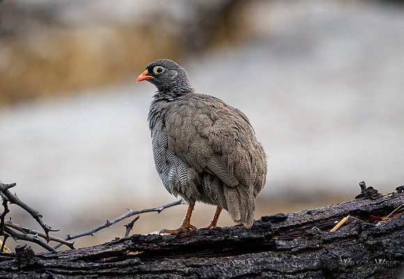 Red-billed Spurfowl