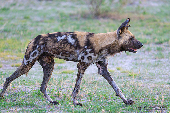 African Wild Dog