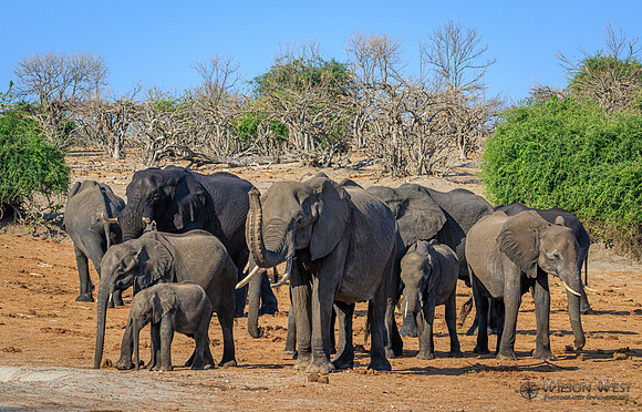 Elephant