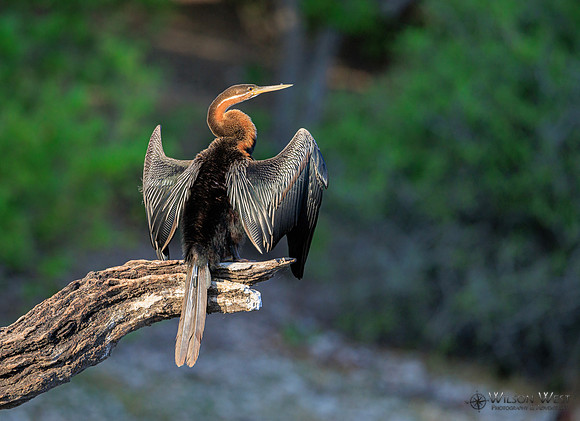 African Darter