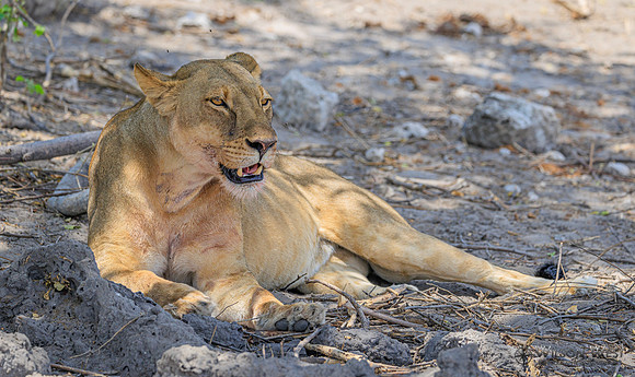 Lion