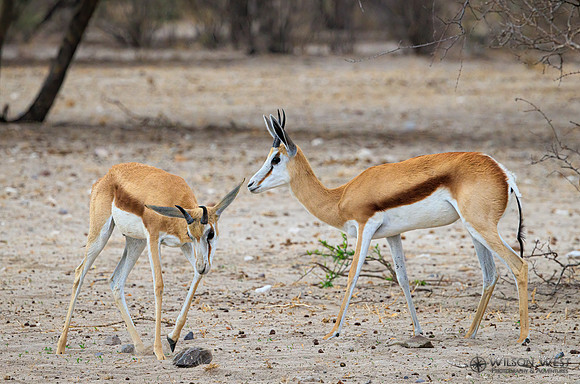 Springbok