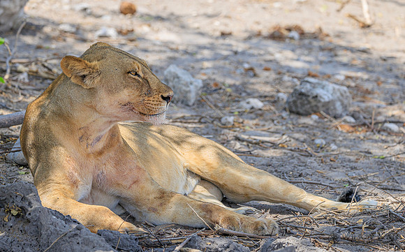 Lion