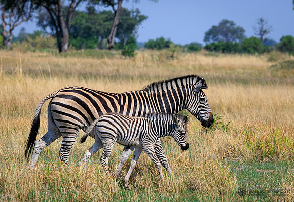 Burchell's Zebra